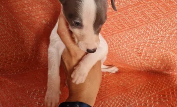 Whippet