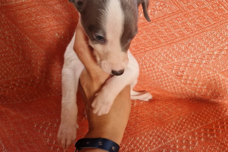 Whippet