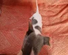 Whippet