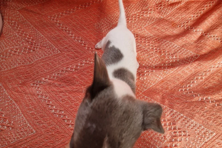 Whippet