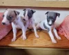 Whippet