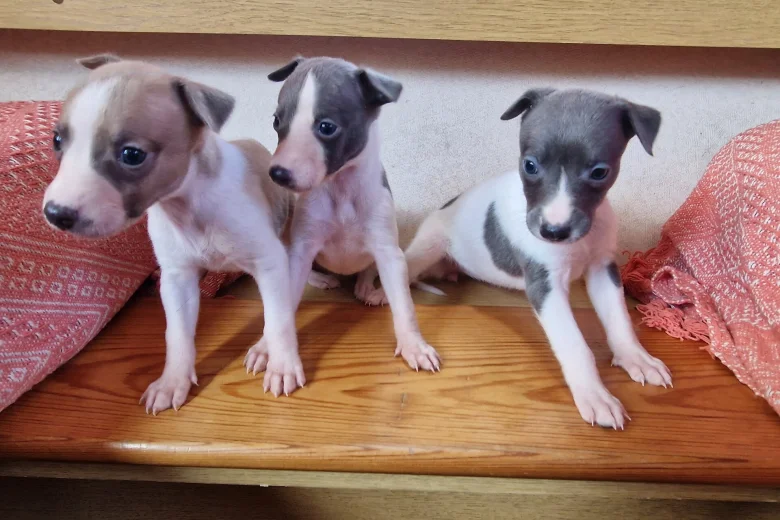 Whippet