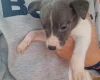 Whippet