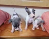 Whippet