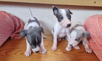 Whippet