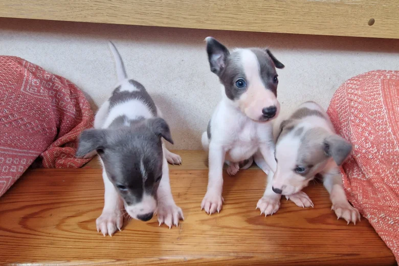 Whippet