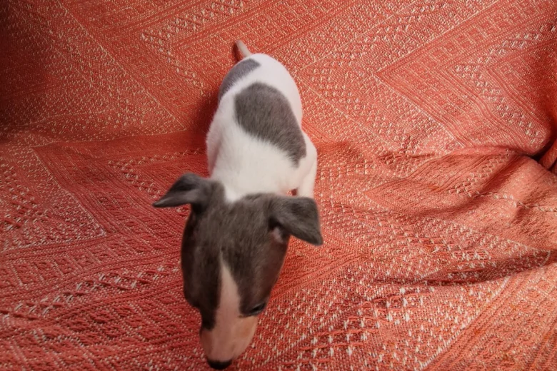 Whippet
