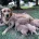 Labradoodle