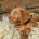 Labradoodle