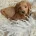 Labradoodle