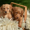 Labradoodle