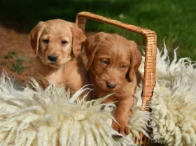 Labradoodle