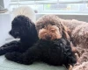 Labradoodle