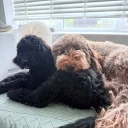 Labradoodle