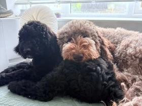 Labradoodle