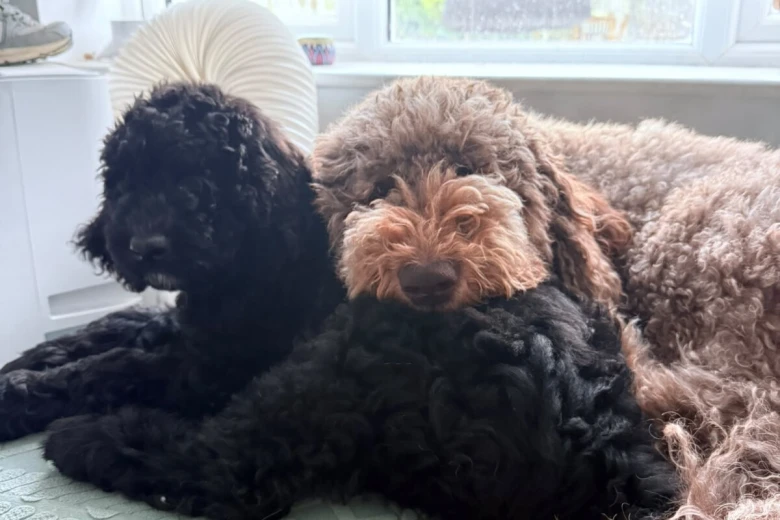 Labradoodle