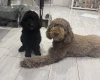 Labradoodle