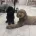 Labradoodle