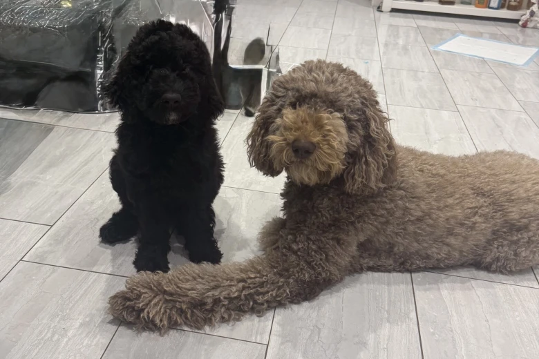 Labradoodle