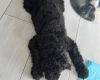 Labradoodle