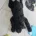 Labradoodle