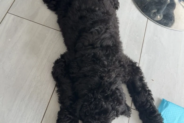Labradoodle