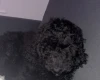 Labradoodle