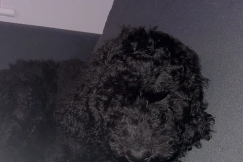 Labradoodle