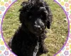 Labradoodle