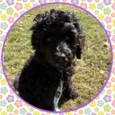 Labradoodle