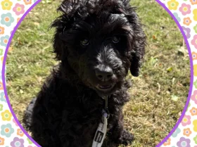 Labradoodle