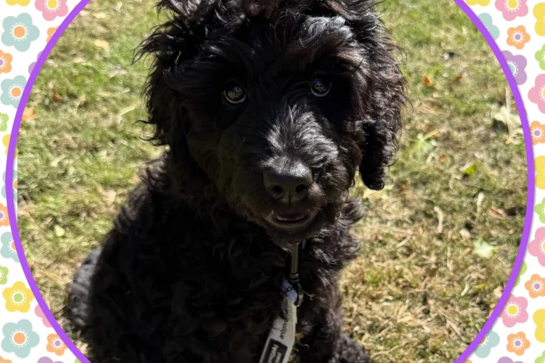 Labradoodle