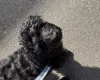 Labradoodle