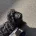 Labradoodle