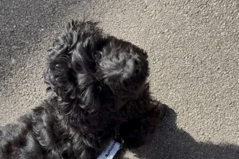 Labradoodle