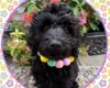 Labradoodle
