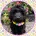 Labradoodle