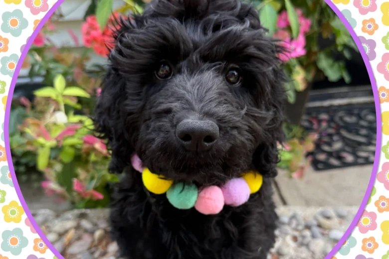 Labradoodle