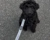 Labradoodle
