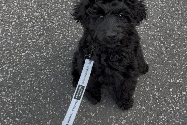 Labradoodle