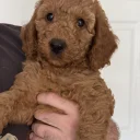 Labradoodle