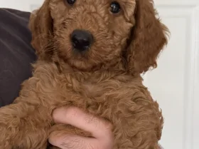 Labradoodle