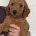 Labradoodle