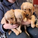 Labradoodle
