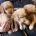 Labradoodle