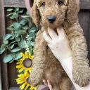 Labradoodle
