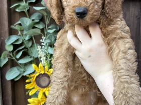 Labradoodle