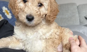 Labradoodle