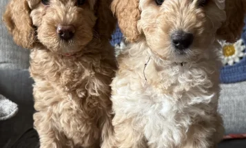 Labradoodle