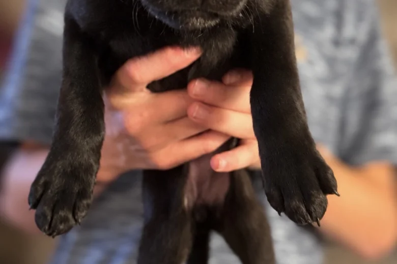 Labrador Retriever